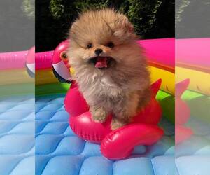 Pomeranian Puppy for sale in COLUMBUS, OH, USA
