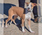 Small Photo #2 American Staffordshire Terrier Puppy For Sale in Huntley, IL, USA
