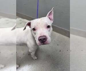 Mutt Dogs for adoption in Las Vegas, NV, USA