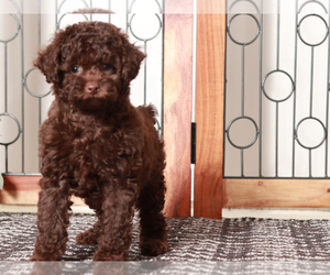 Poodle (Miniature) Puppy for sale in NAPLES, FL, USA