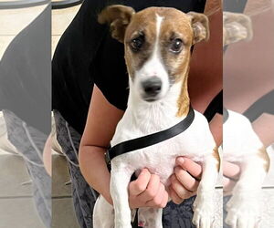 Jack Russell Terrier Dogs for adoption in Spring Lake, NJ, USA