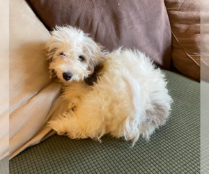 Zuchon Dogs for adoption in Brooklyn Center, MN, USA