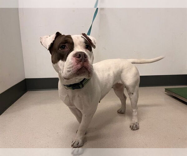 Medium Photo #1 American Pit Bull Terrier Puppy For Sale in Corona, CA, USA