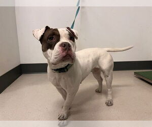 American Pit Bull Terrier Dogs for adoption in Corona, CA, USA