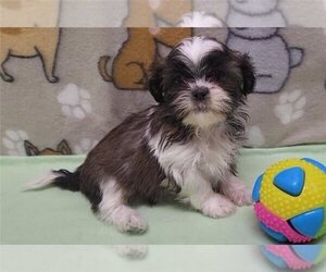 Shih Tzu Puppy for sale in CHARLOTTE, NC, USA