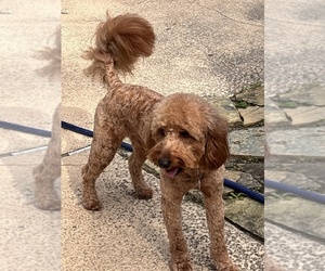 Father of the Double Doodle puppies born on 04/13/2025
