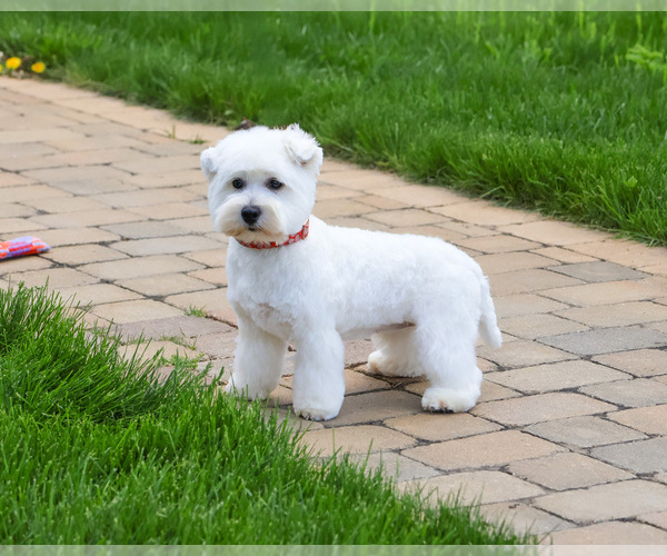 Medium Photo #3 West Highland White Terrier Puppy For Sale in SYRACUSE, IN, USA