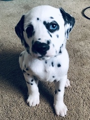 Dalmatian Puppy for sale in ASHEBORO, NC, USA