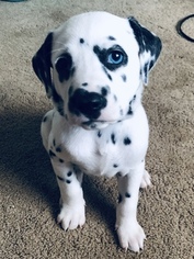 Medium Dalmatian