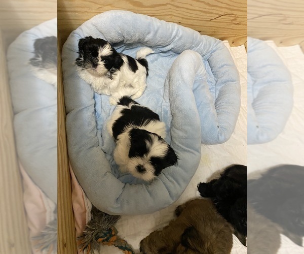 Medium Photo #5 Shih Tzu Puppy For Sale in KETTLE FALLS, WA, USA