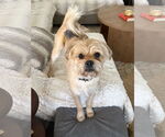 Small #10 Pug Mix