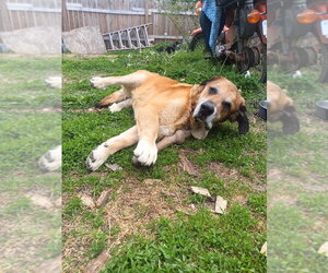 Felix - Male Mutt Dog for Adoption - Photo #5