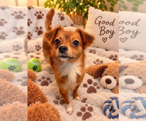 Chihuahua-Unknown Mix Dogs for adoption in Ball Ground, GA, USA