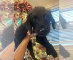 Small Photo #4 Labradoodle Puppy For Sale in STKN, CA, USA
