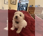 Small #2 Coton de Tulear