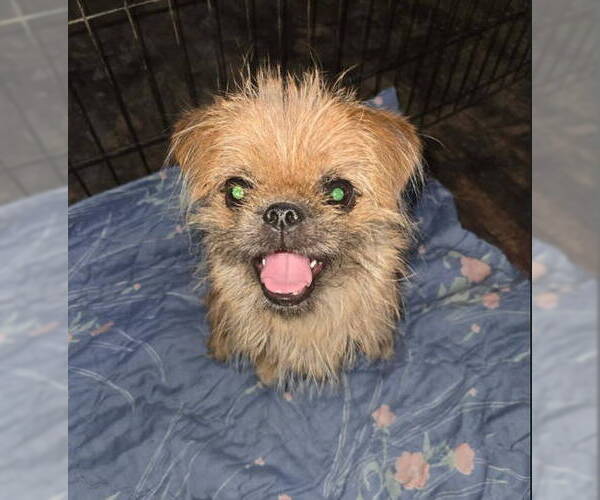 Medium Photo #7 Brussels Griffon-Unknown Mix Puppy For Sale in Grafton, WI, USA