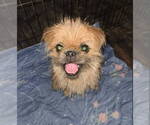 Small #6 Brussels Griffon Mix