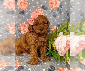 Cockapoo-Poodle (Miniature) Mix Puppy for sale in NOTTINGHAM, PA, USA