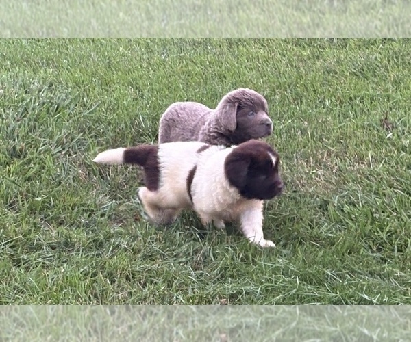 Medium Photo #15 Newfoundland Puppy For Sale in WAUSEON, OH, USA