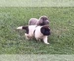 Small #14 Newfoundland