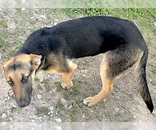 Medium Photo #1 German Shepherd Dog-Unknown Mix Puppy For Sale in Houston, TX, USA