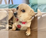 Small #7 Chihuahua