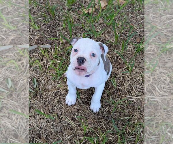 Medium Photo #8 Olde English Bulldogge Puppy For Sale in AUSTIN, TX, USA