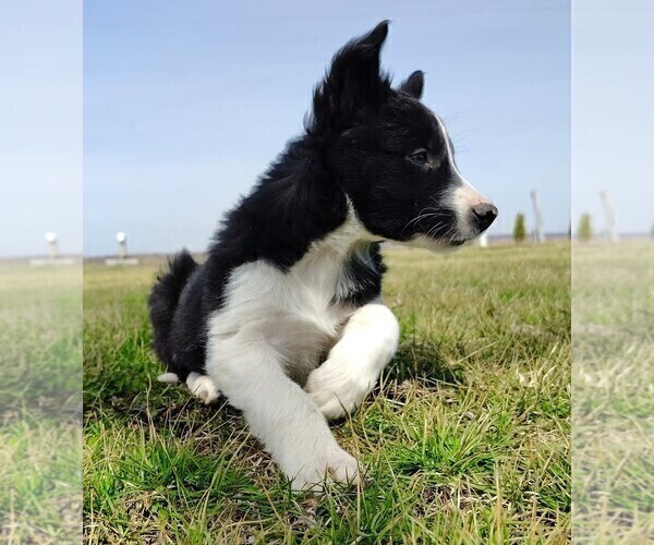 Medium Photo #3 Border Collie Puppy For Sale in NORBORNE, MO, USA