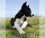 Small #2 Border Collie