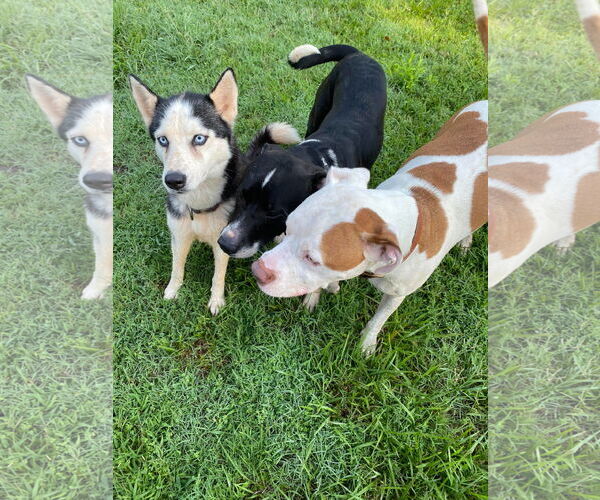 Medium Photo #4 Siberian Husky Puppy For Sale in Randleman , NM, USA