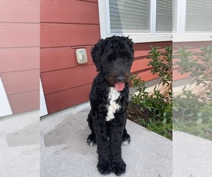 Aussiedoodle-Aussiedoodle Miniature Mix Puppy for sale in MURFREESBORO, TN, USA