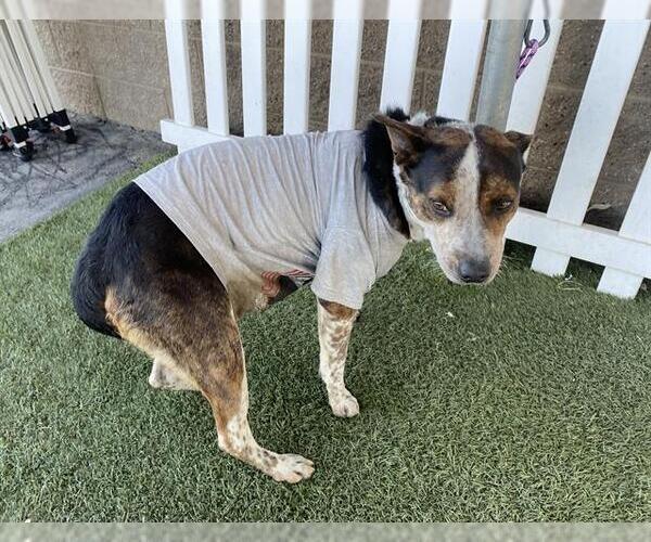 Medium Photo #1 Mutt Puppy For Sale in Modesto, CA, USA