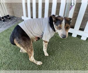 Mutt Dogs for adoption in Modesto, CA, USA