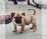 Small #2 Mutt