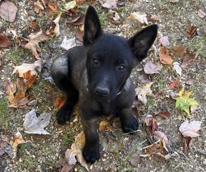 Belgian Malinois Litter for sale in FRENCH LICK, IN, USA