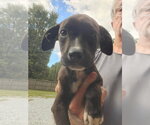 Small Photo #4 Mutt Puppy For Sale in Woodbury, NY, USA