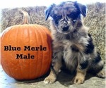 Puppy 9 Blue Merle Ma Australian Shepherd