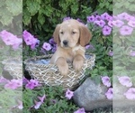 Small Photo #45 Golden Retriever Puppy For Sale in THORP, WI, USA