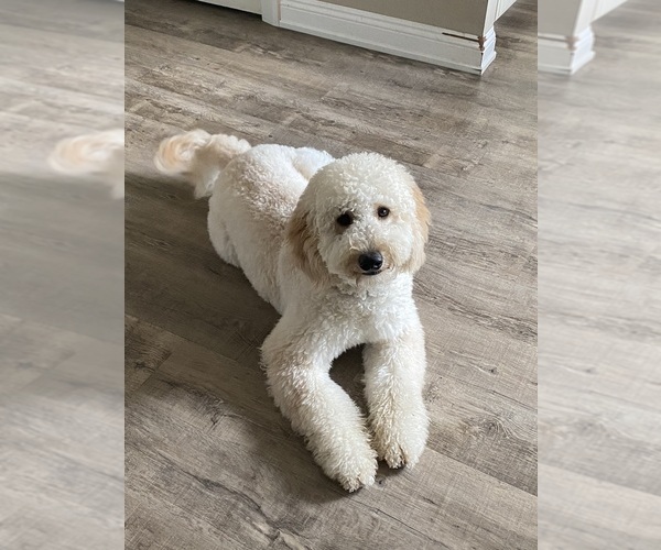 Medium Photo #1 Goldendoodle Puppy For Sale in BREA, CA, USA
