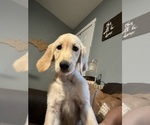 Small Photo #5 Golden Retriever Puppy For Sale in HAMPSTEAD, NC, USA