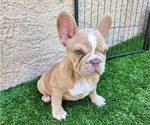 Small #8 French Bulldog