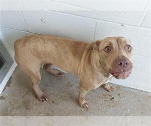 Staffordshire Bull Terrier Dogs for adoption in Houston, TX, USA