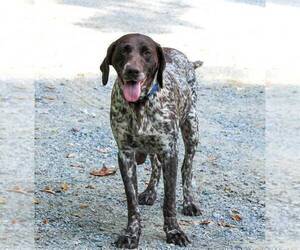 Mother of the German Shorthaired Pointer puppies born on 12/25/2024