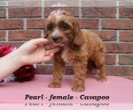 Small #1 Cavapoo (Miniature)