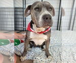 Small #3 American Pit Bull Terrier Mix