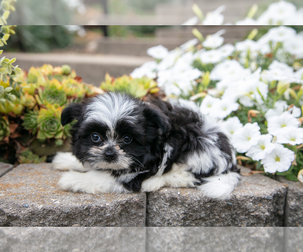 Medium Photo #2 Shiranian Puppy For Sale in MIDDLEBURY, IN, USA