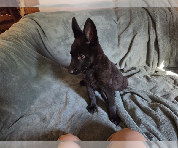 Medium Photo #2 Australian Shepherd-German Shepherd Dog Mix Puppy For Sale in HILLSDALE, MI, USA
