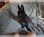 Small #1 Australian Shepherd-German Shepherd Dog Mix