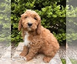 Small #2 Goldendoodle (Miniature)