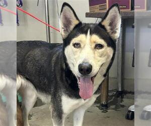 Siberian Husky Dogs for adoption in Camarillo, CA, USA